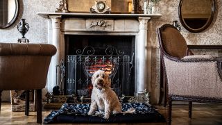 Dog Friendly Hotels